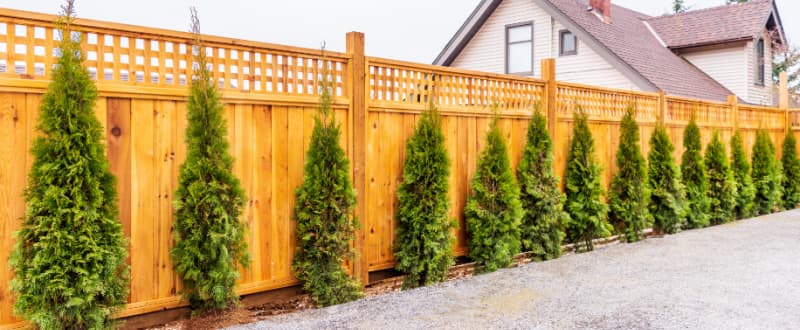 timber fencing in summer