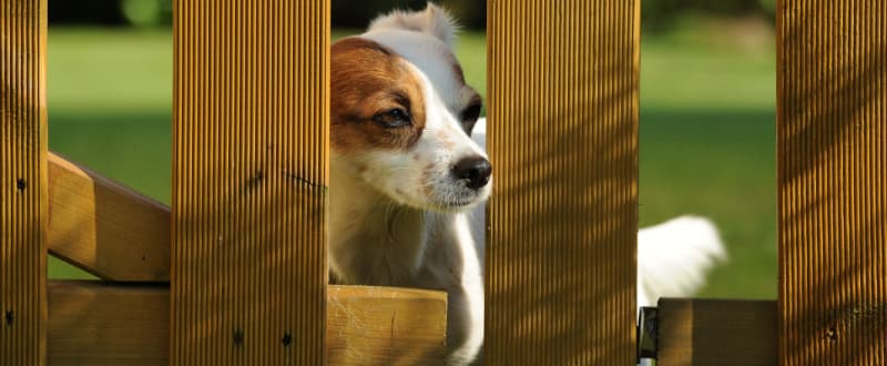 pet-friendly garden fence