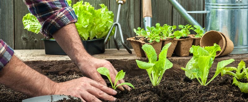 man planting plants and vegetables in his garden