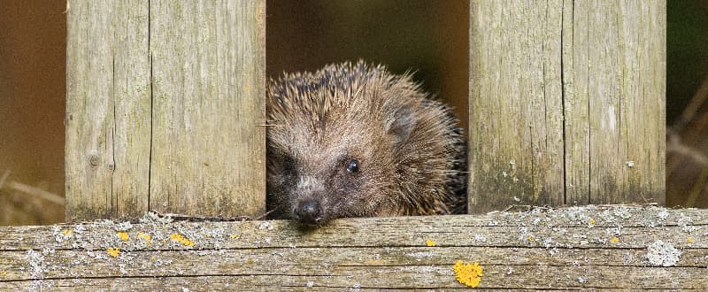 How to make your garden hedgehog-friendly