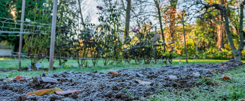 garden flowerbed covered in winter frost