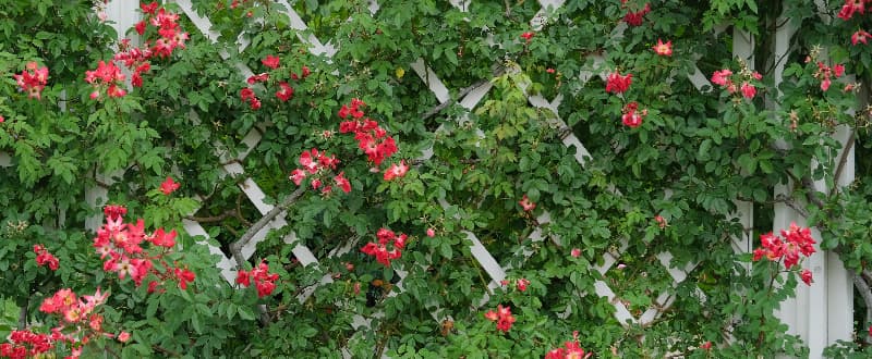 pink flowers climbing wooden garden fence